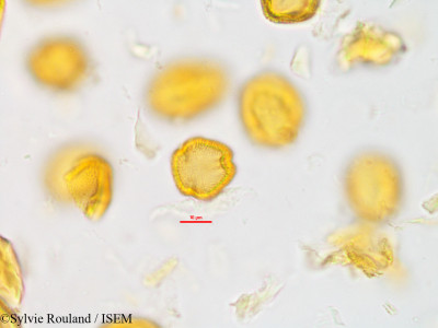 Vepris fitoravina - lame n° 42805