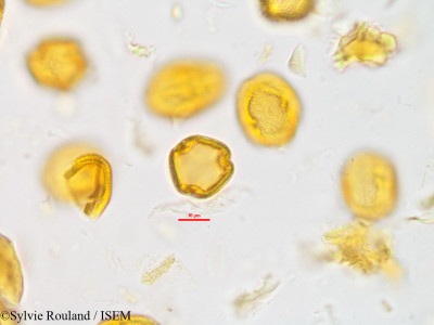 Vepris fitoravina - lame n° 42805