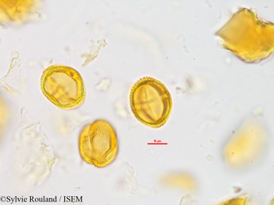 Vepris fitoravina - lame n° 42805