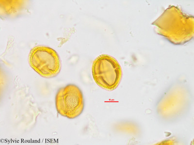 Vepris fitoravina - lame n° 42805