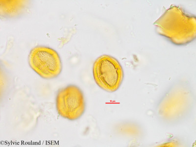 Vepris fitoravina - lame n° 42805