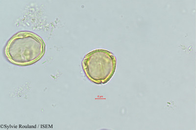 Sylvie.Rouland/Vepris_nitida_490/Vepris_nitida_490_0001(copy)_thumb.jpg