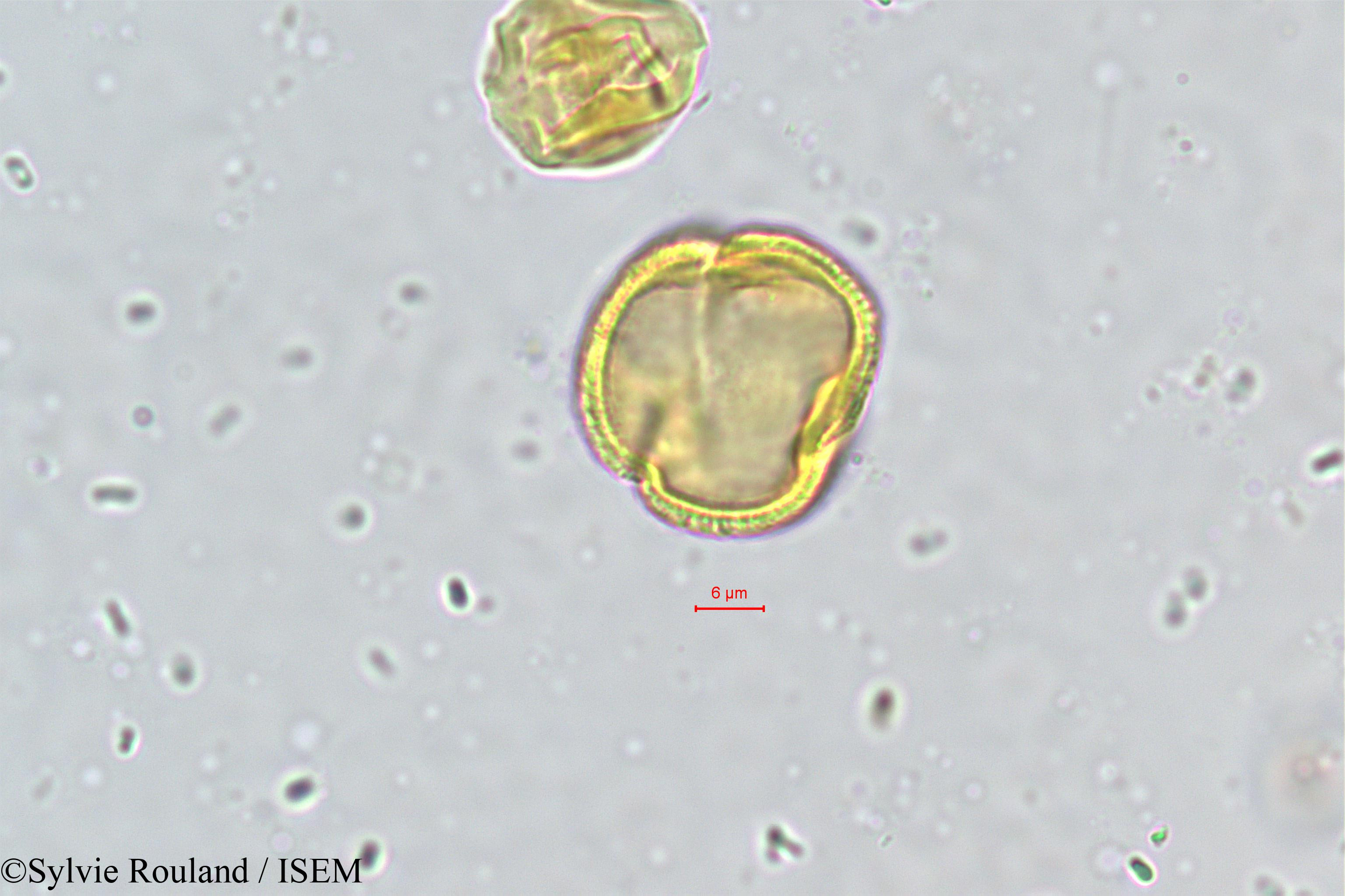 Sylvie.Rouland/Vepris_pilosa_489/Vepris_pilosa_489_0001(copy).jpg