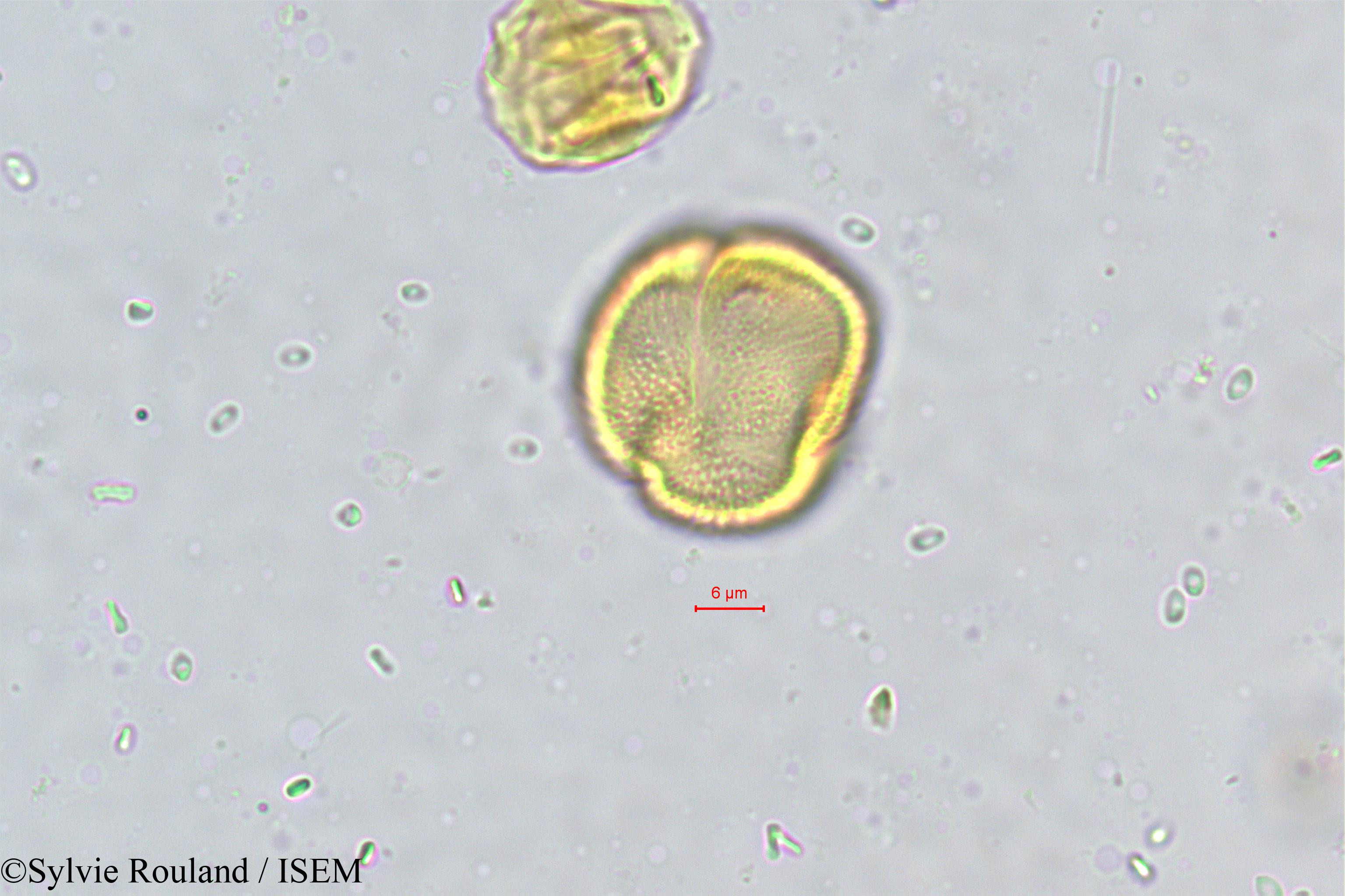 Sylvie.Rouland/Vepris_pilosa_489/Vepris_pilosa_489_0002(copy).jpg