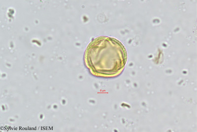 Vepris pilosa - lame n° 489