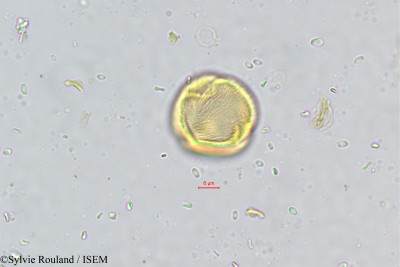 Vepris pilosa - lame n° 489