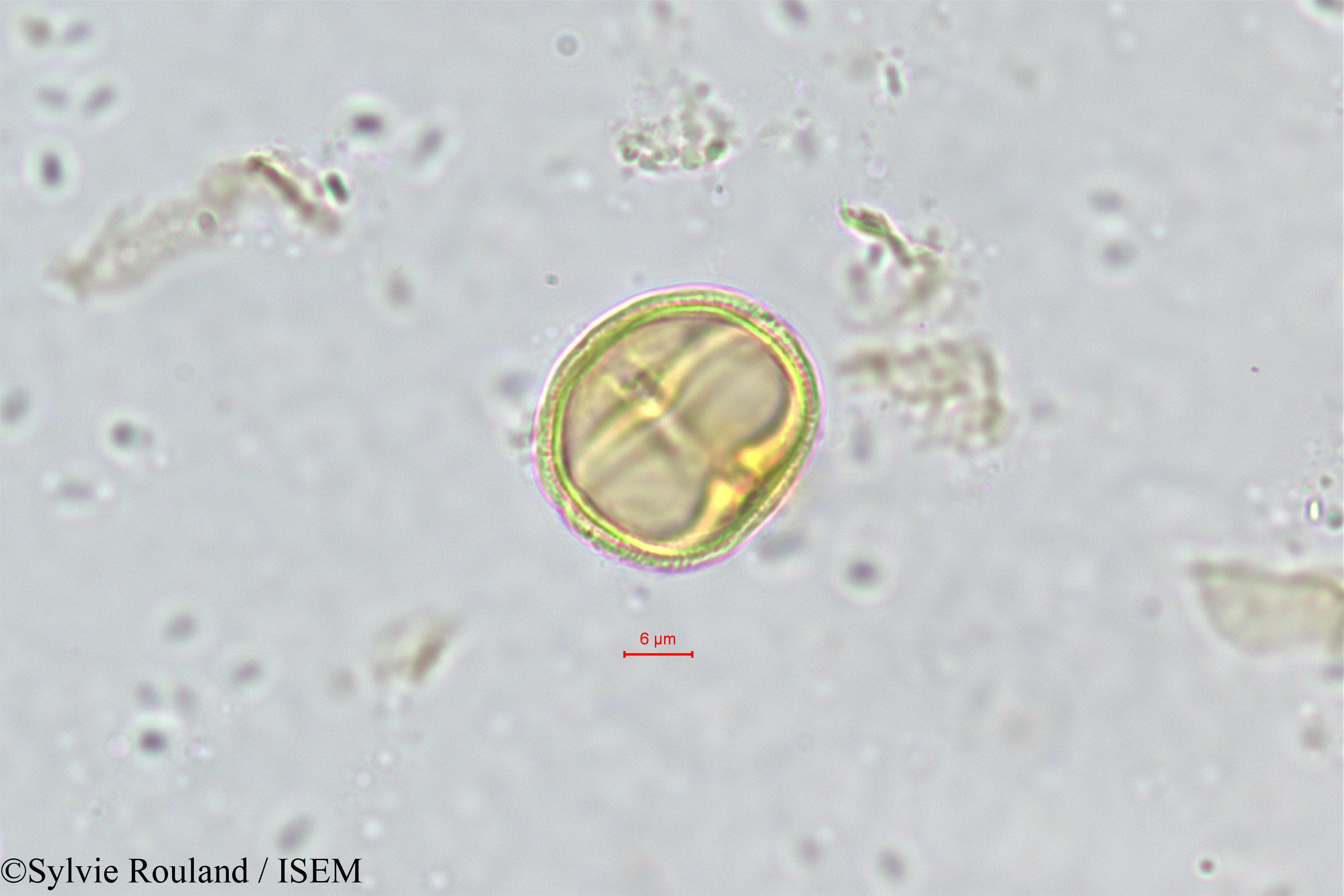 Sylvie.Rouland/Vepris_pilosa_489/Vepris_pilosa_489_0005(copy).jpg