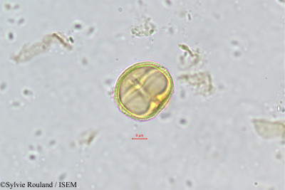 Vepris pilosa - lame n° 489