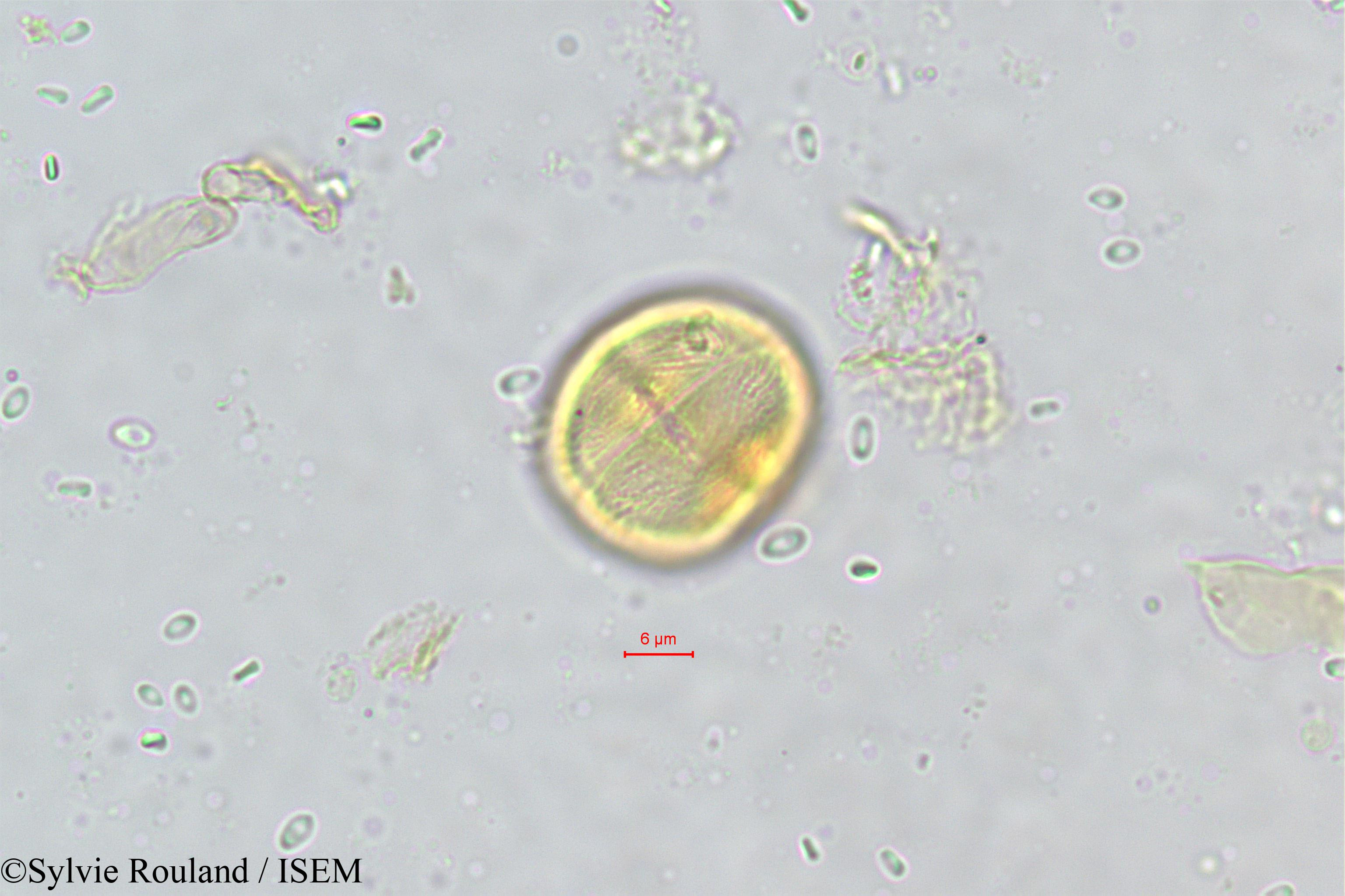Sylvie.Rouland/Vepris_pilosa_489/Vepris_pilosa_489_0006(copy).jpg