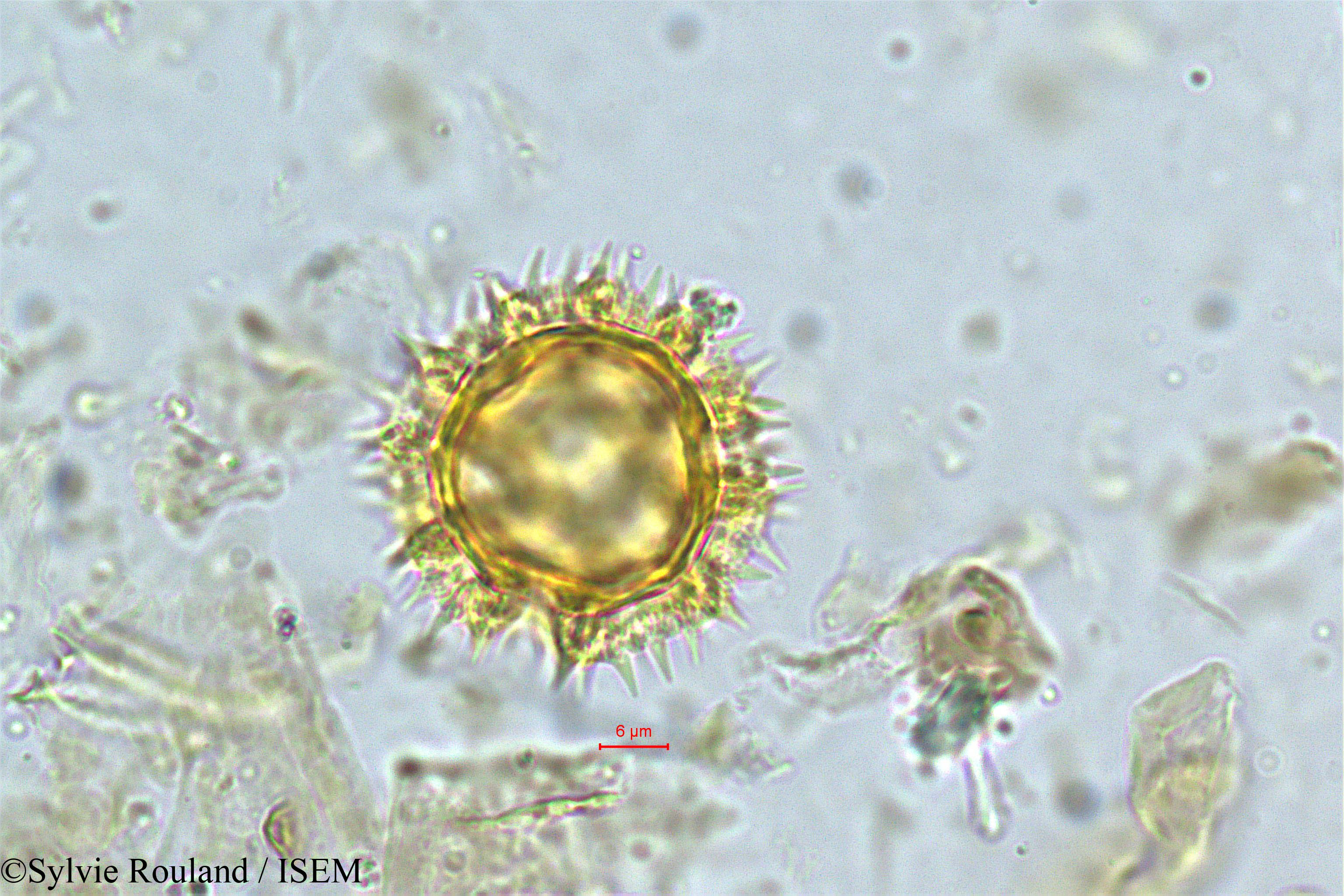 Sylvie.Rouland/Vernonia_cinerea_5032/Vernonia_cinerea_5032_0001(copy).jpg