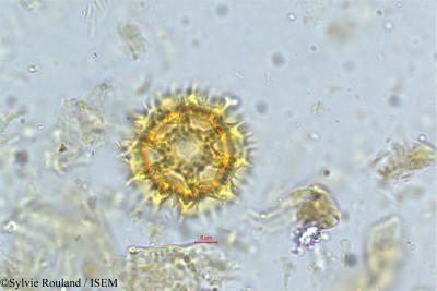 Vernonia - lame n° 5032