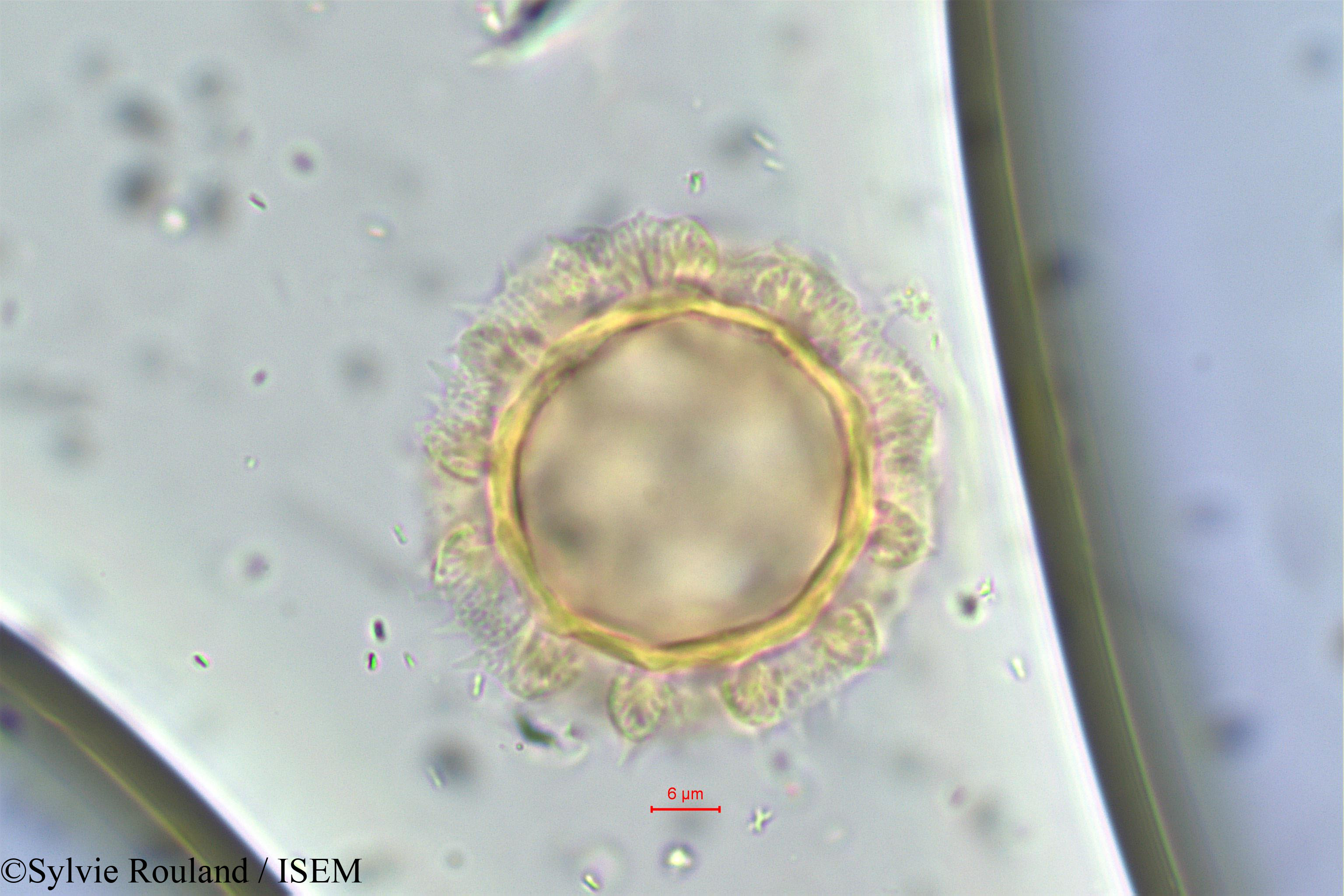Sylvie.Rouland/Vernonia_cinerea_6/Vernonia_cinerea_6_0001(copy).jpg