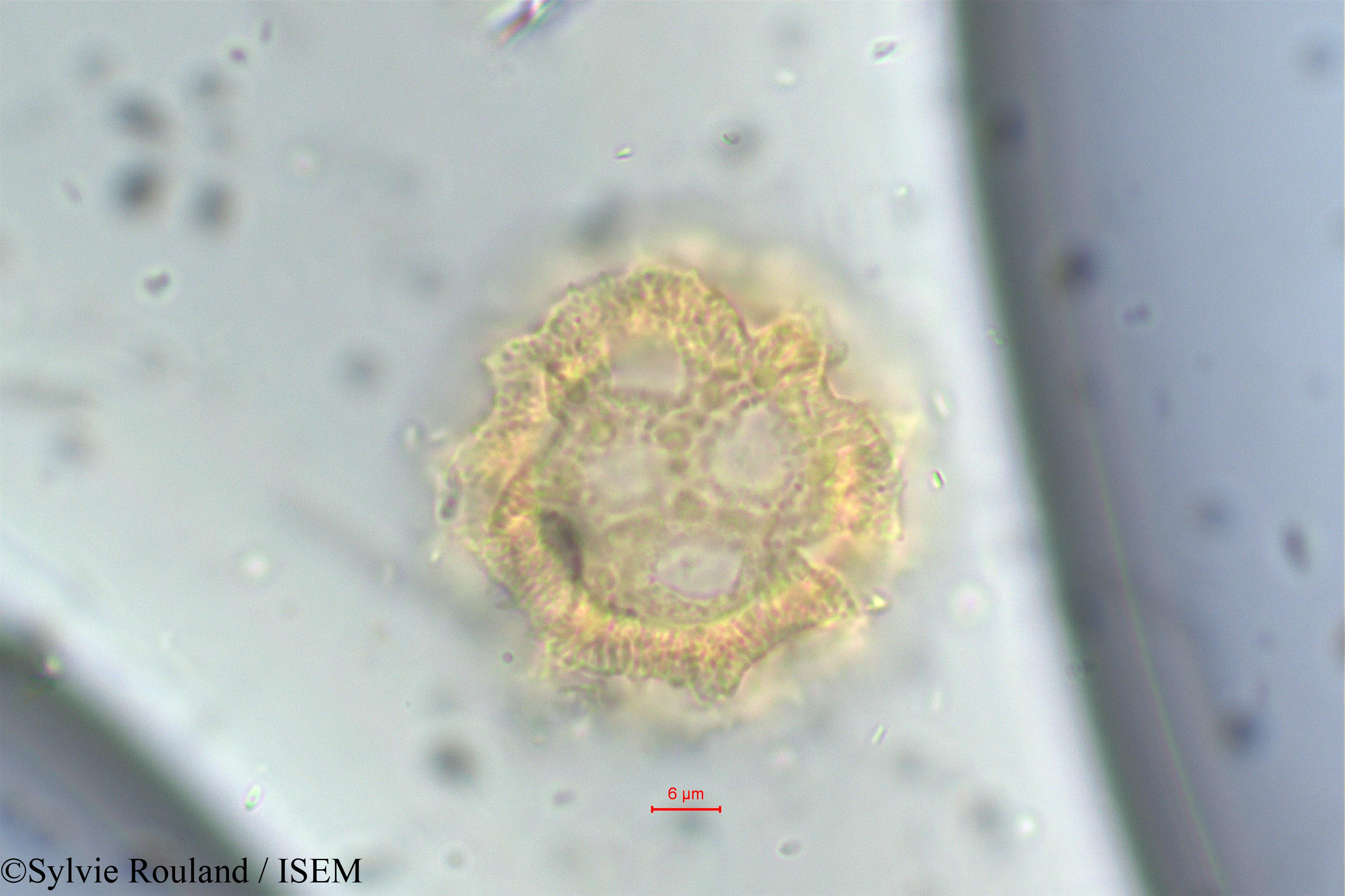 Sylvie.Rouland/Vernonia_cinerea_6/Vernonia_cinerea_6_0002(copy).jpg
