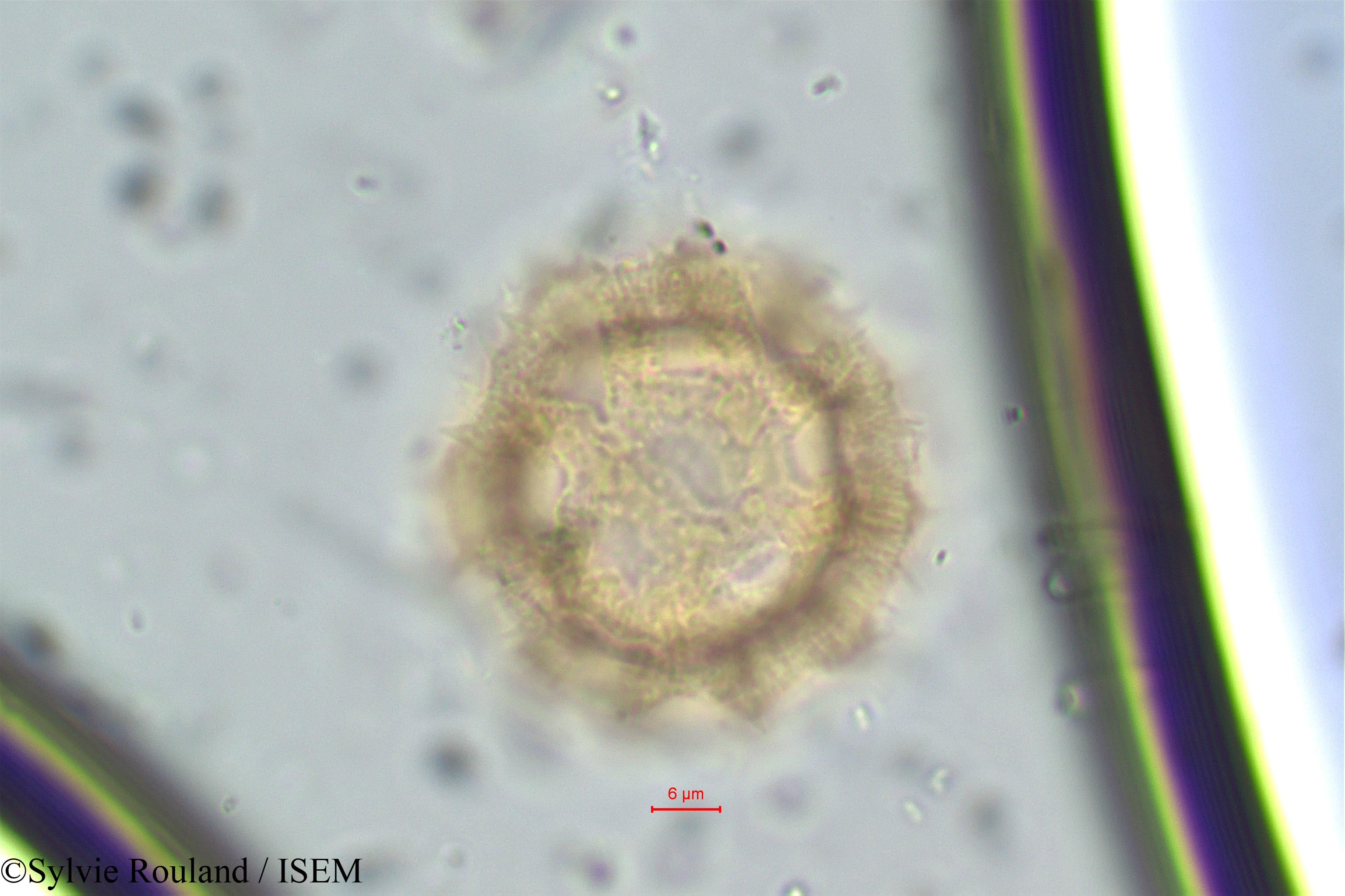 Sylvie.Rouland/Vernonia_cinerea_6/Vernonia_cinerea_6_0003(copy).jpg