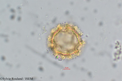 Vernonia - lame n° 6