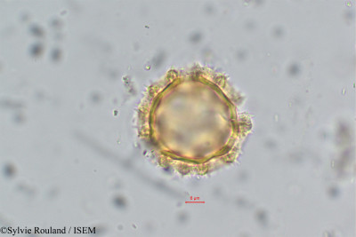 Vernonia - lame n° 6