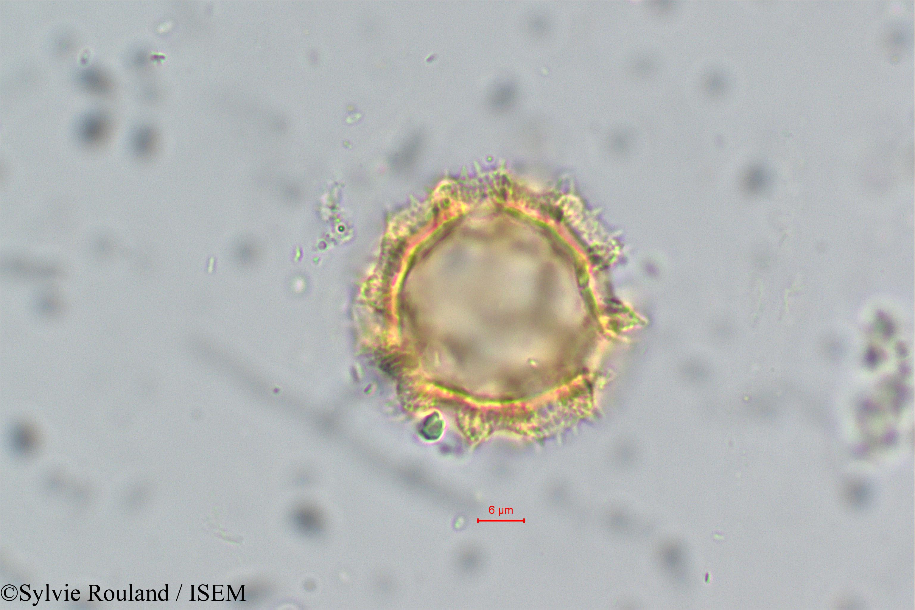 Sylvie.Rouland/Vernonia_cinerea_6/Vernonia_cinerea_6_0007(copy).jpg