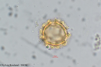 Vernonia - lame n° 6