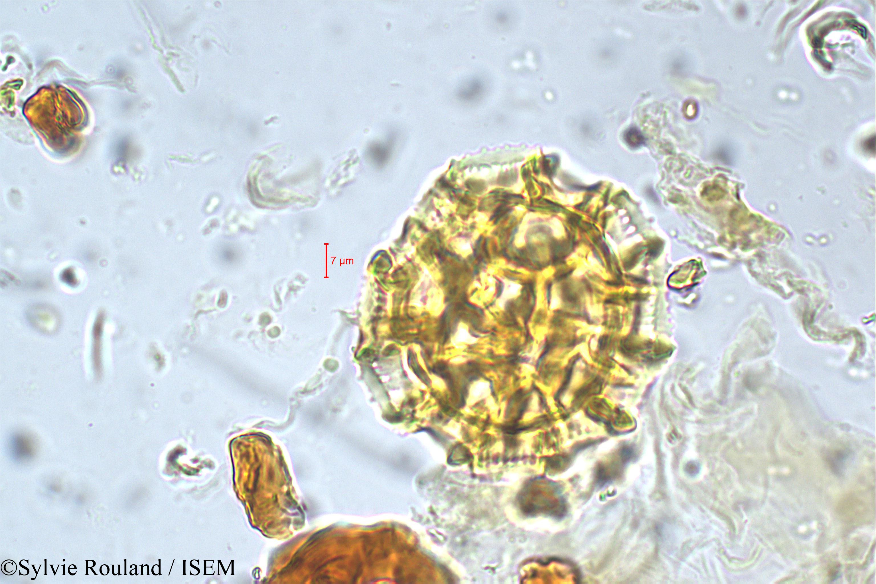 Sylvie.Rouland/Vernonia_seninsularis_5753/Vernonia_seninsularis_5753_0003(copy).jpg