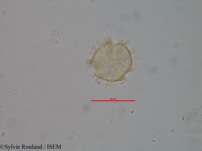 Vernonia trichodesma - lame n° 2487