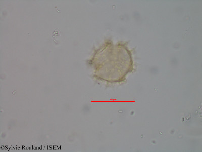 Vernonia trichodesma - lame n° 2487
