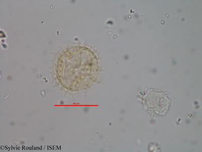 Vernonia trichodesma - lame n° 2487