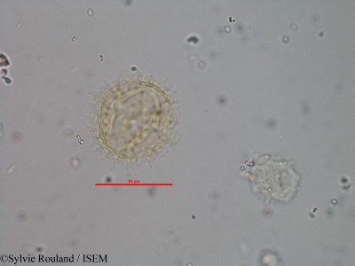 Vernonia trichodesma - lame n° 2487