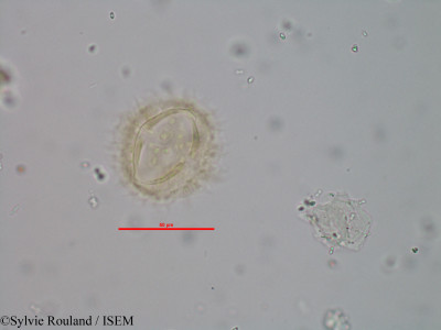 Vernonia trichodesma - lame n° 2487
