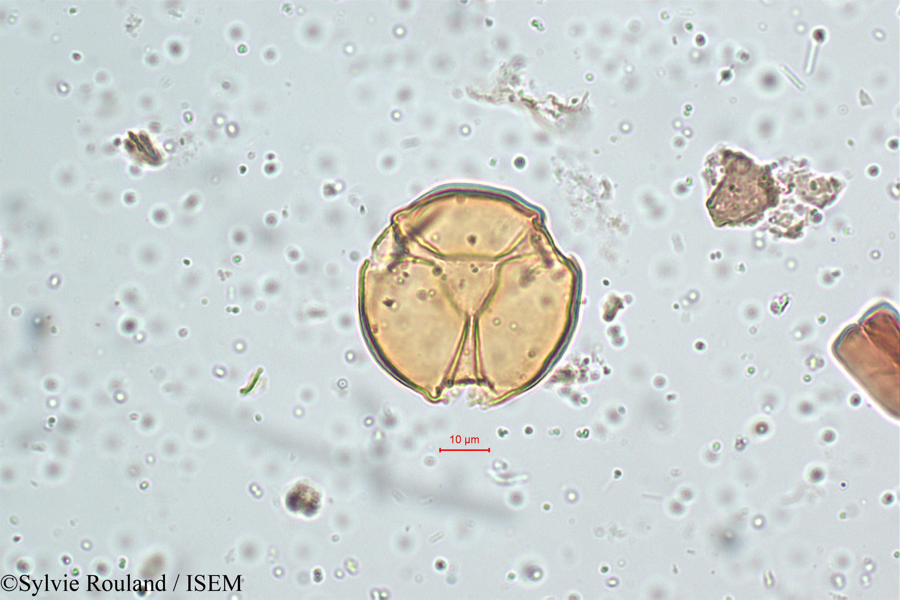 Sylvie.Rouland/Viola_patrinii_5130/Viola_patrinii_5130_0001(copy).jpg