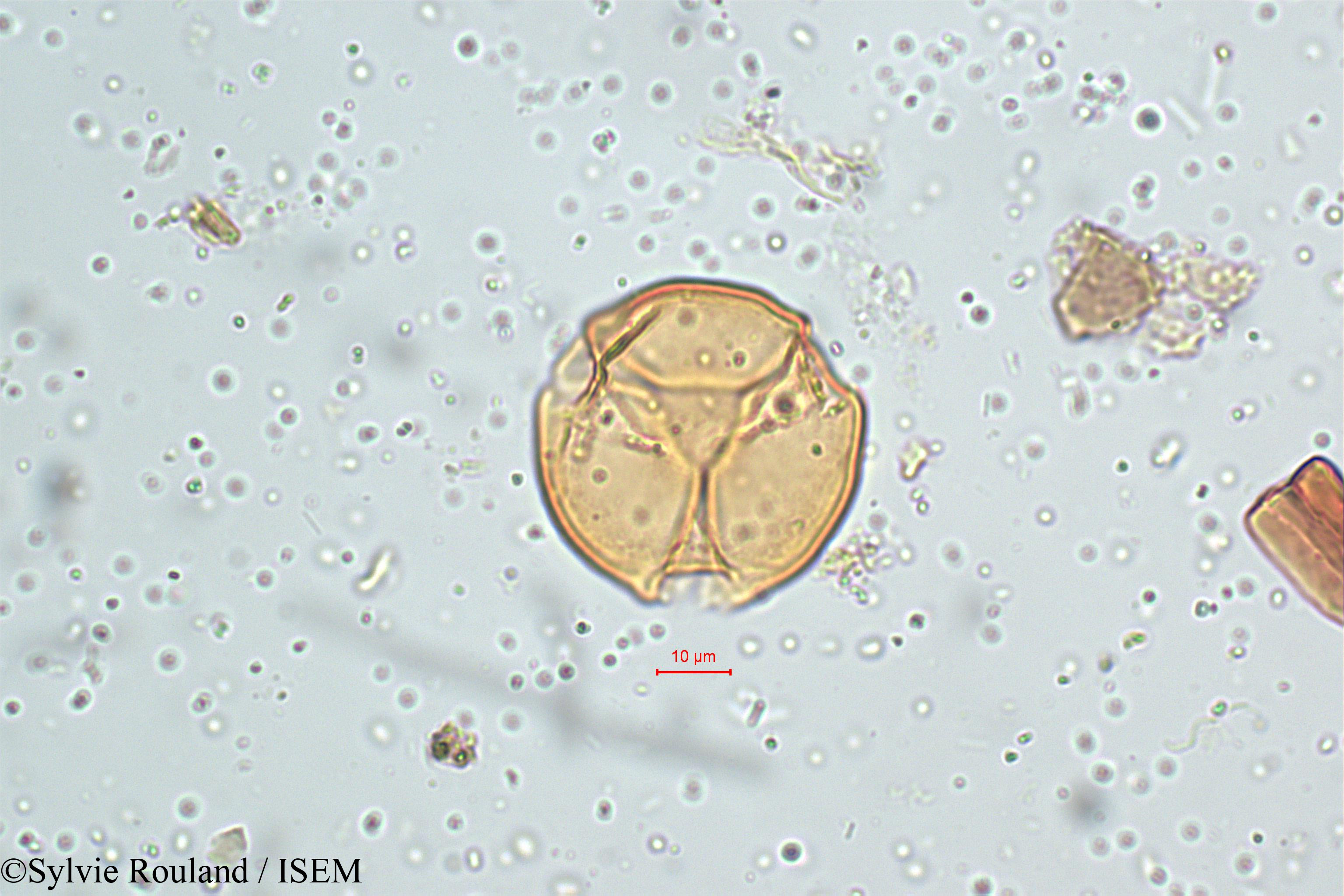 Sylvie.Rouland/Viola_patrinii_5130/Viola_patrinii_5130_0002(copy).jpg