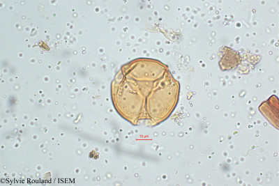 Viola patrinii - lame n° 5130