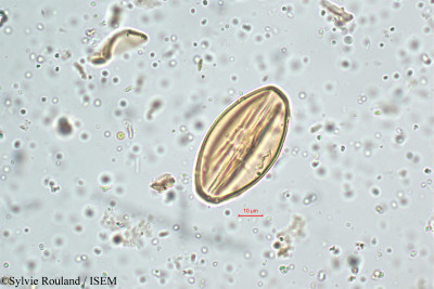 Viola patrinii - lame n° 5130