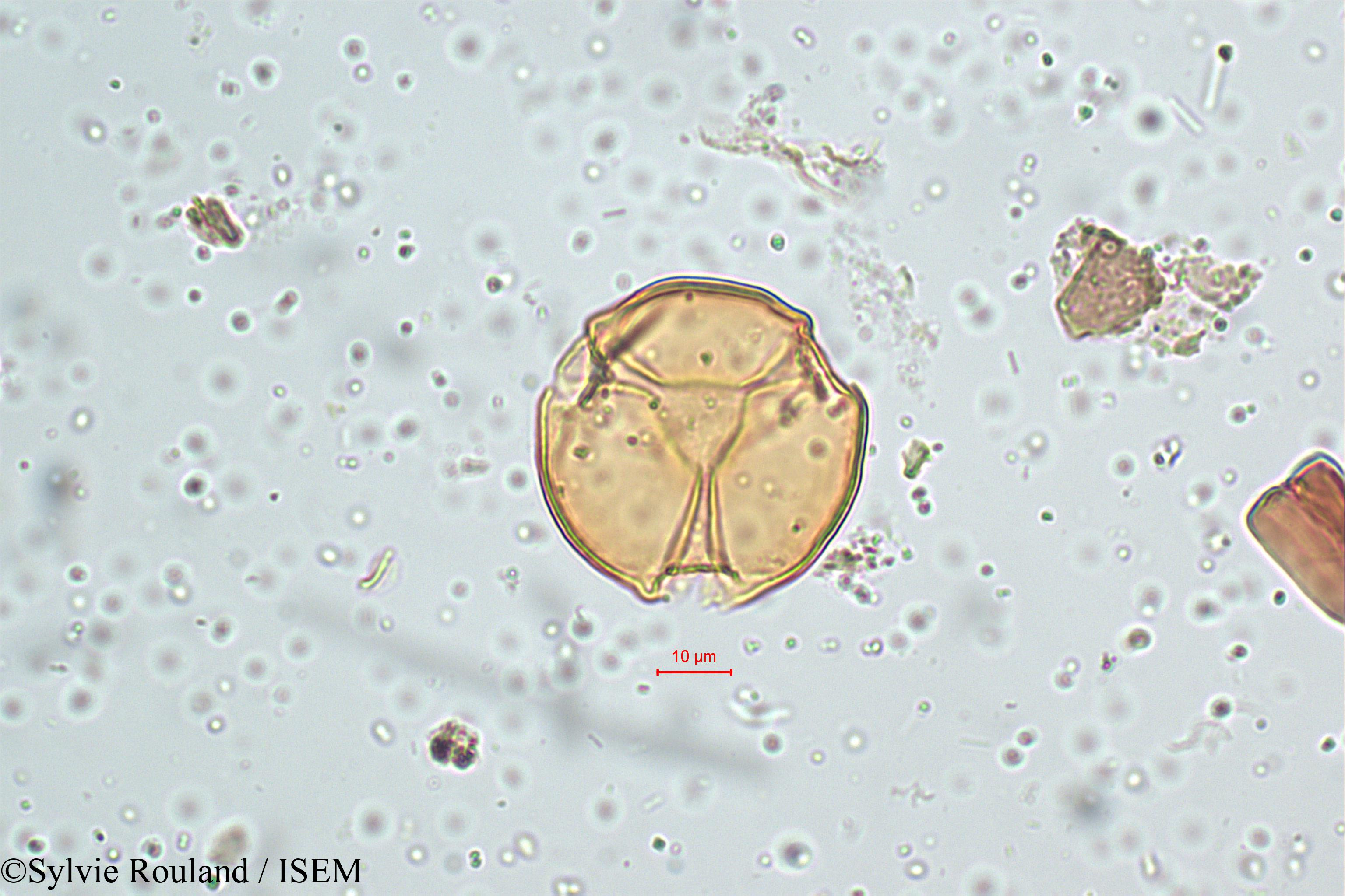 Sylvie.Rouland/Viola_patrinii_5130/Viola_patrinii_5130_0006(copy).jpg