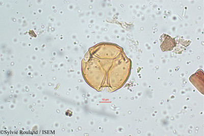 Viola patrinii - lame n° 5130