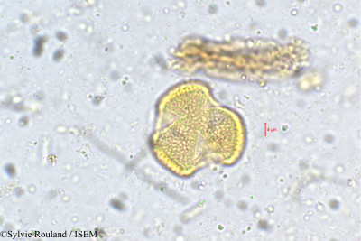 Vitex altissima - lame n° 5372