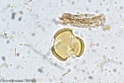 Vitex altissima - lame n° 5372