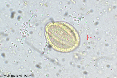 Vitex altissima - lame n° 5372