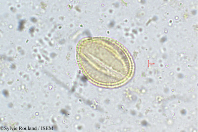 Vitex altissima - lame n° 5372