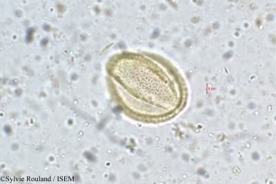 Vitex altissima - lame n° 5372