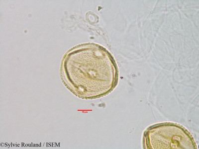 Sylvie.Rouland/Vitis_microdiptera_3078/Vitis_microdiptera_3078_0001(copy)_thumb.jpg