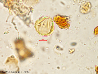 Sylvie.Rouland/Vitis_tomentosa_4064/Vitis_tomentosa_4064_0001(copy)_thumb.jpg