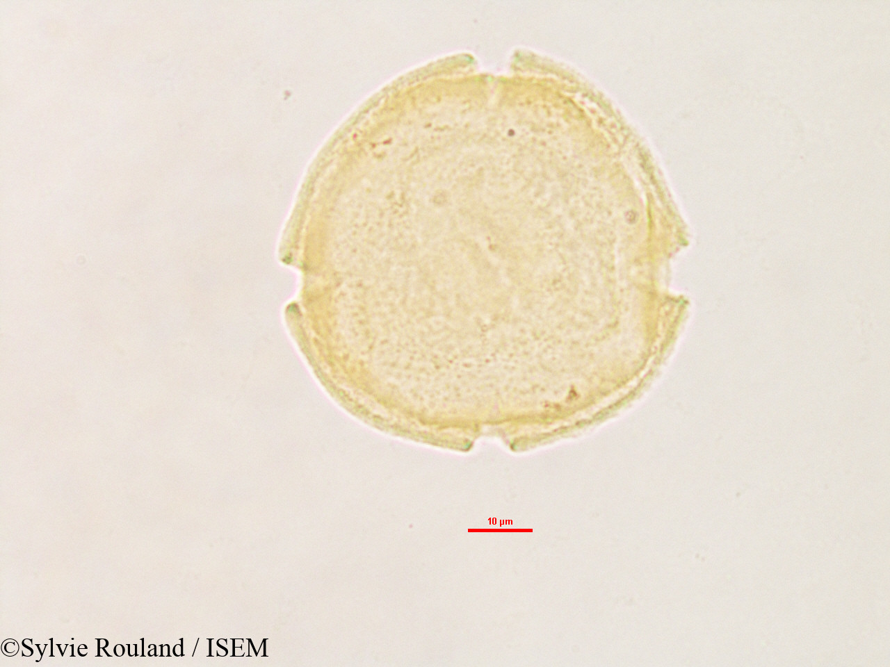 Sylvie.Rouland/Voacanga_thouarsii_3218/Voacanga_thouarsii_3218_0001(copy).jpg