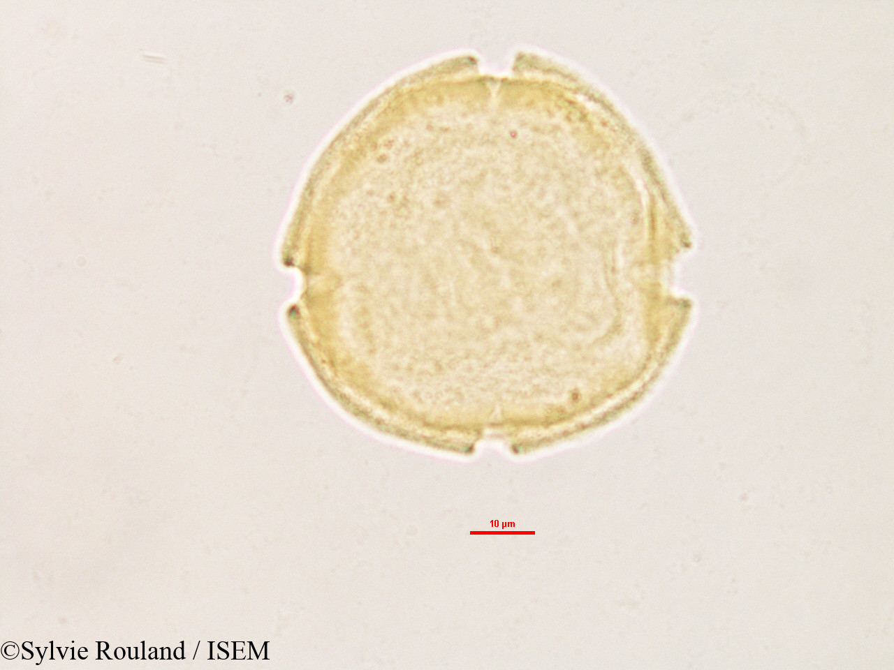 Sylvie.Rouland/Voacanga_thouarsii_3218/Voacanga_thouarsii_3218_0002(copy).jpg
