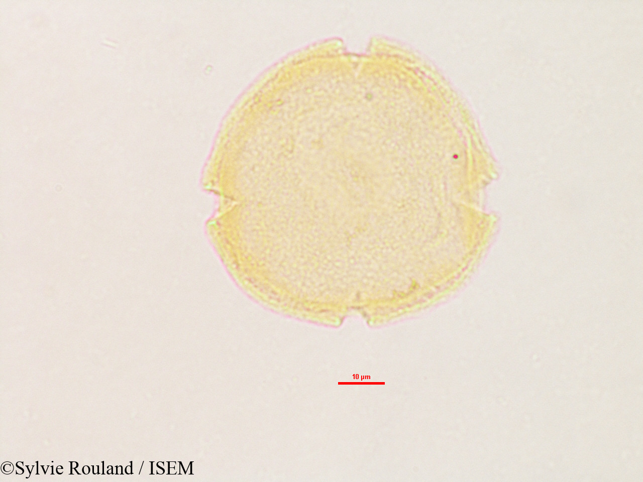Sylvie.Rouland/Voacanga_thouarsii_3218/Voacanga_thouarsii_3218_0003(copy).jpg