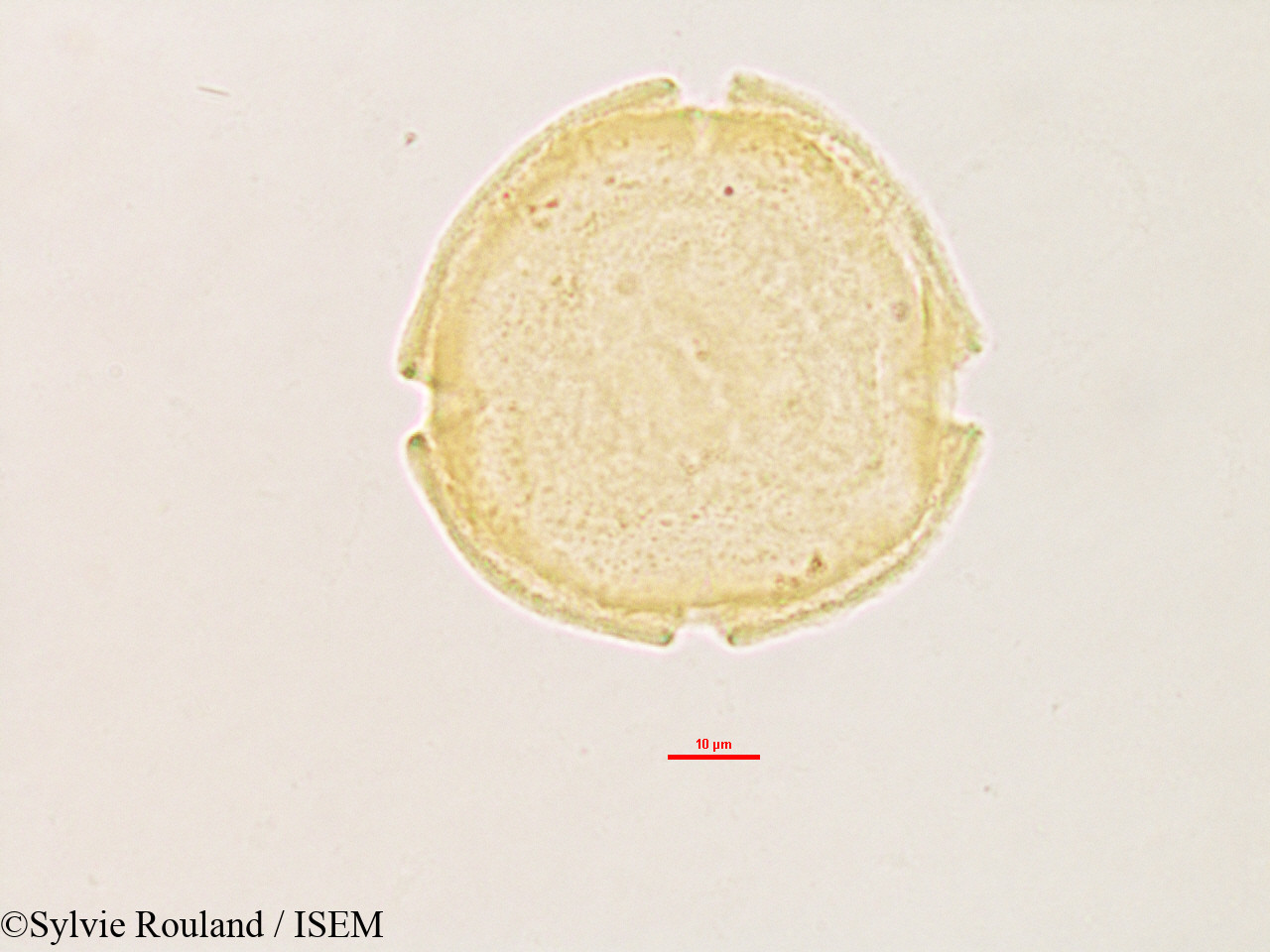 Sylvie.Rouland/Voacanga_thouarsii_3218/Voacanga_thouarsii_3218_0004(copy).jpg
