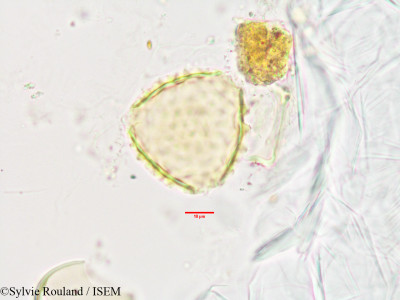 Sylvie.Rouland/Voandzeia_subterranea_3394/Voandzeia_subterranea_3394_0001(copy)_thumb.jpg