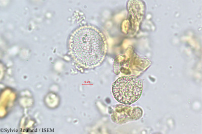 Vonitra crinita - lame n° 337