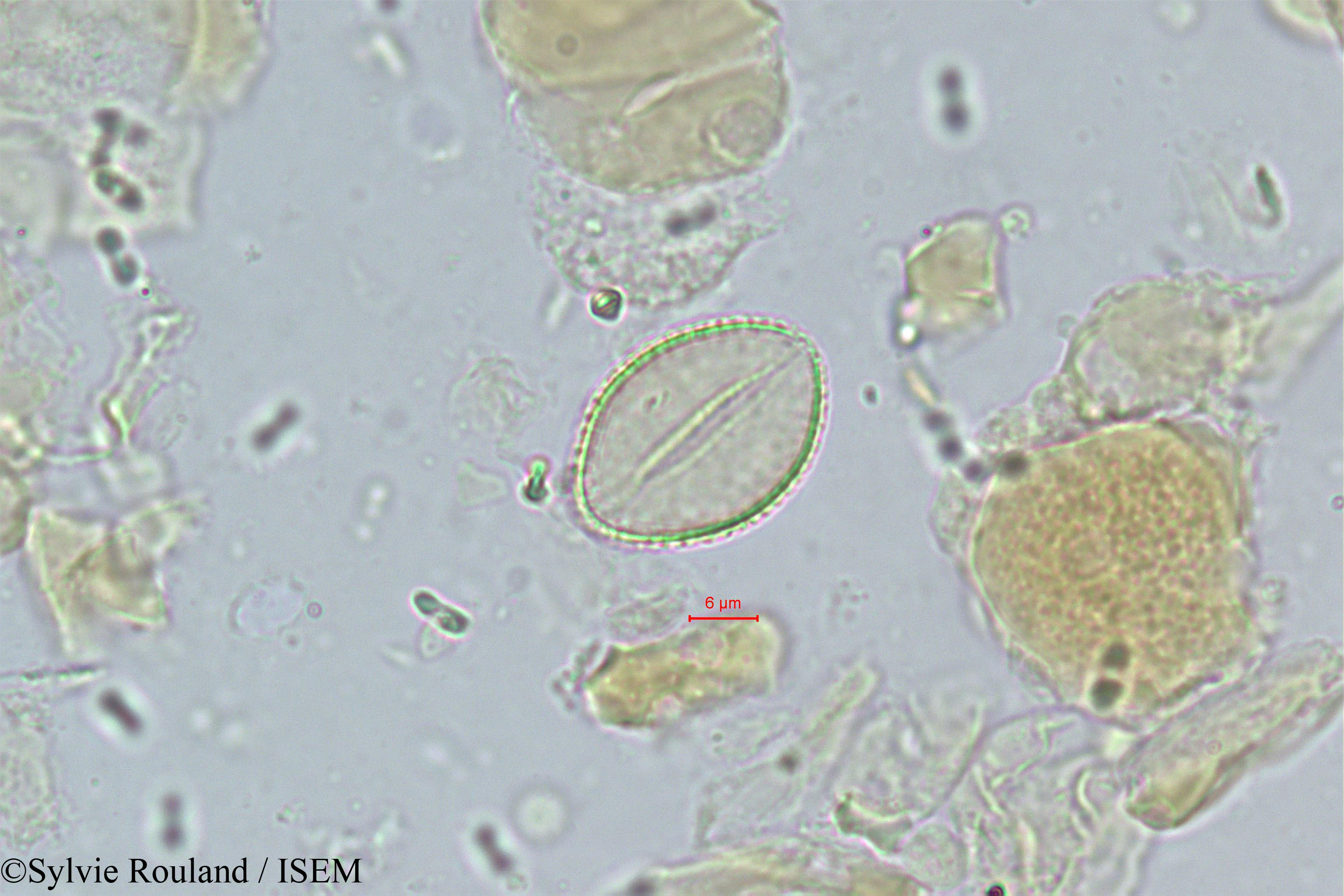 Sylvie.Rouland/Vonitra_thouarsiana_339/Vonitra_thouarsiana_339_0001(copy).jpg