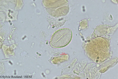 Sylvie.Rouland/Vonitra_thouarsiana_339/Vonitra_thouarsiana_339_0001(copy)_thumb.jpg