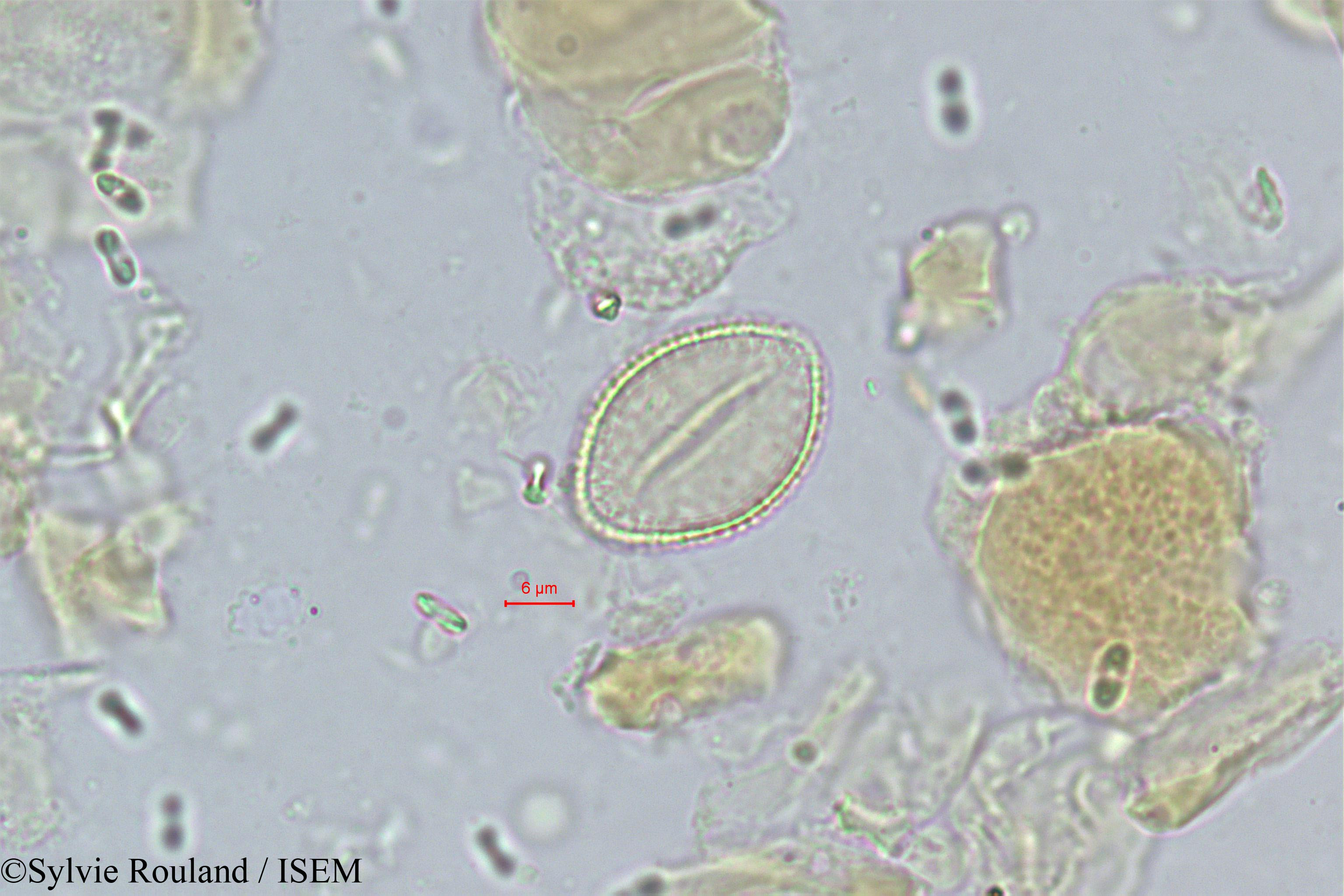 Sylvie.Rouland/Vonitra_thouarsiana_339/Vonitra_thouarsiana_339_0002(copy).jpg